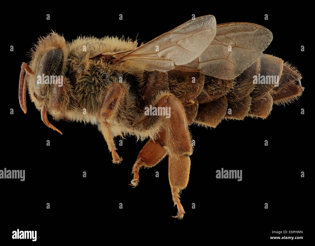 Apis mellifera, Regina, laterale, MD, Talbot County 2013-09-30-174551 ZS PMax 10030628256 o Queen Bee foto di diffusione. Raccolti da Tim McMahon da una colonia a Talbot County, mentre leggermente gommoso come le api da miele sono desidera essere, questa serie mostra la più addome, Foto Stock