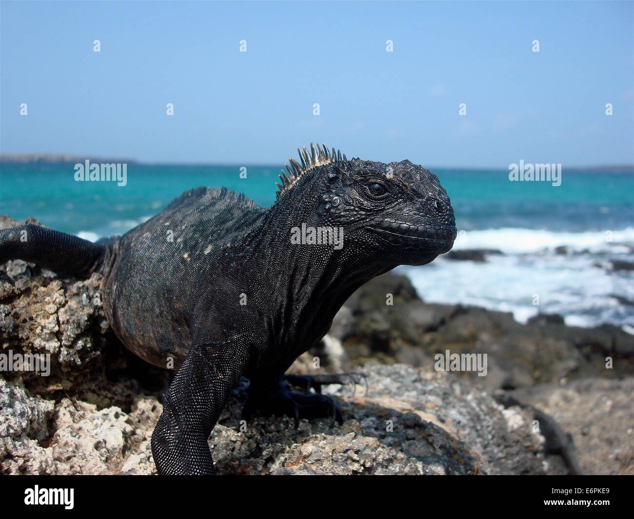 Bagni di sole Iguana Foto Stock