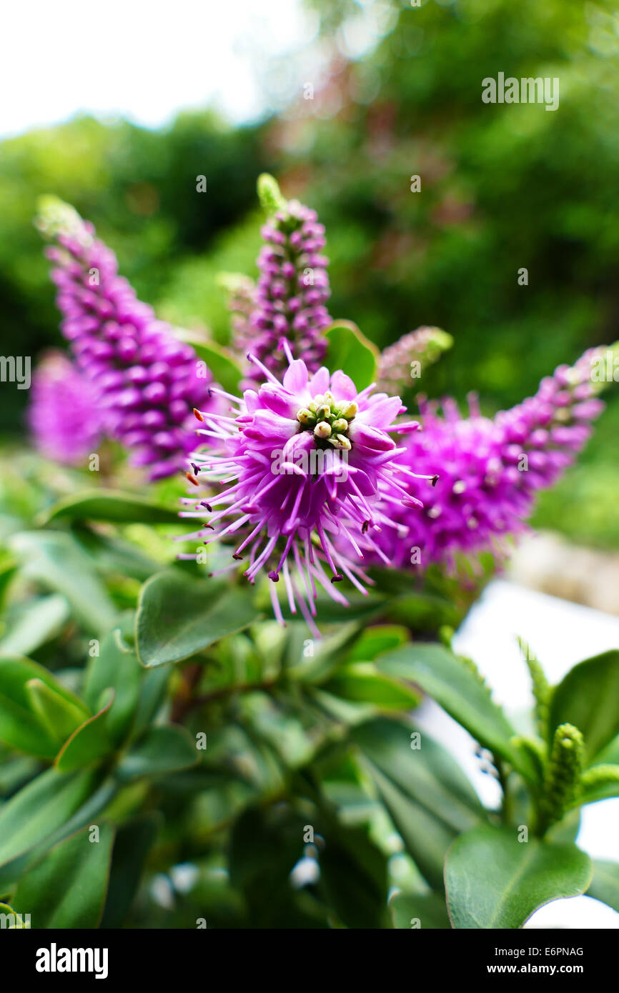 Hebe addendi Lisa Foto Stock