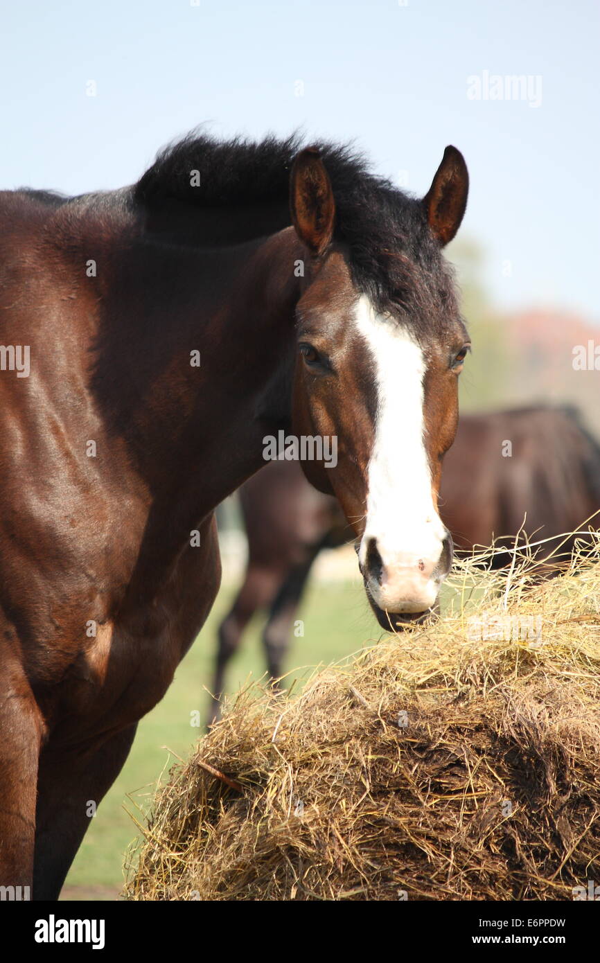 Bella Baia lettone cavallo di razza di mangiare il fieno secco sulla giornata di sole Foto Stock