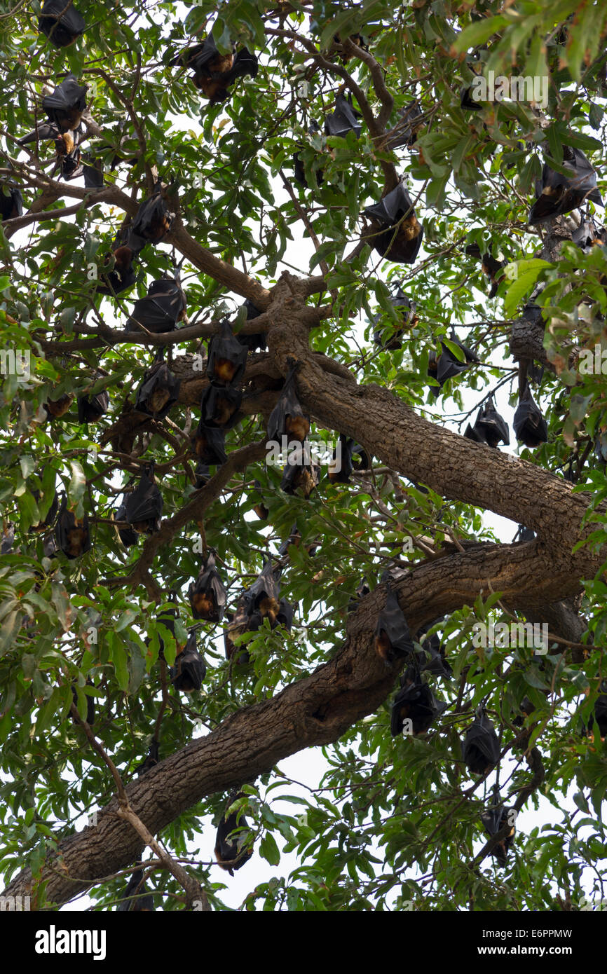 Centinaia di pipistrelli della frutta, chiamato anche megabats, posatoio in un grande albero in riva al lago a Udaipur, Rajastan, India Foto Stock