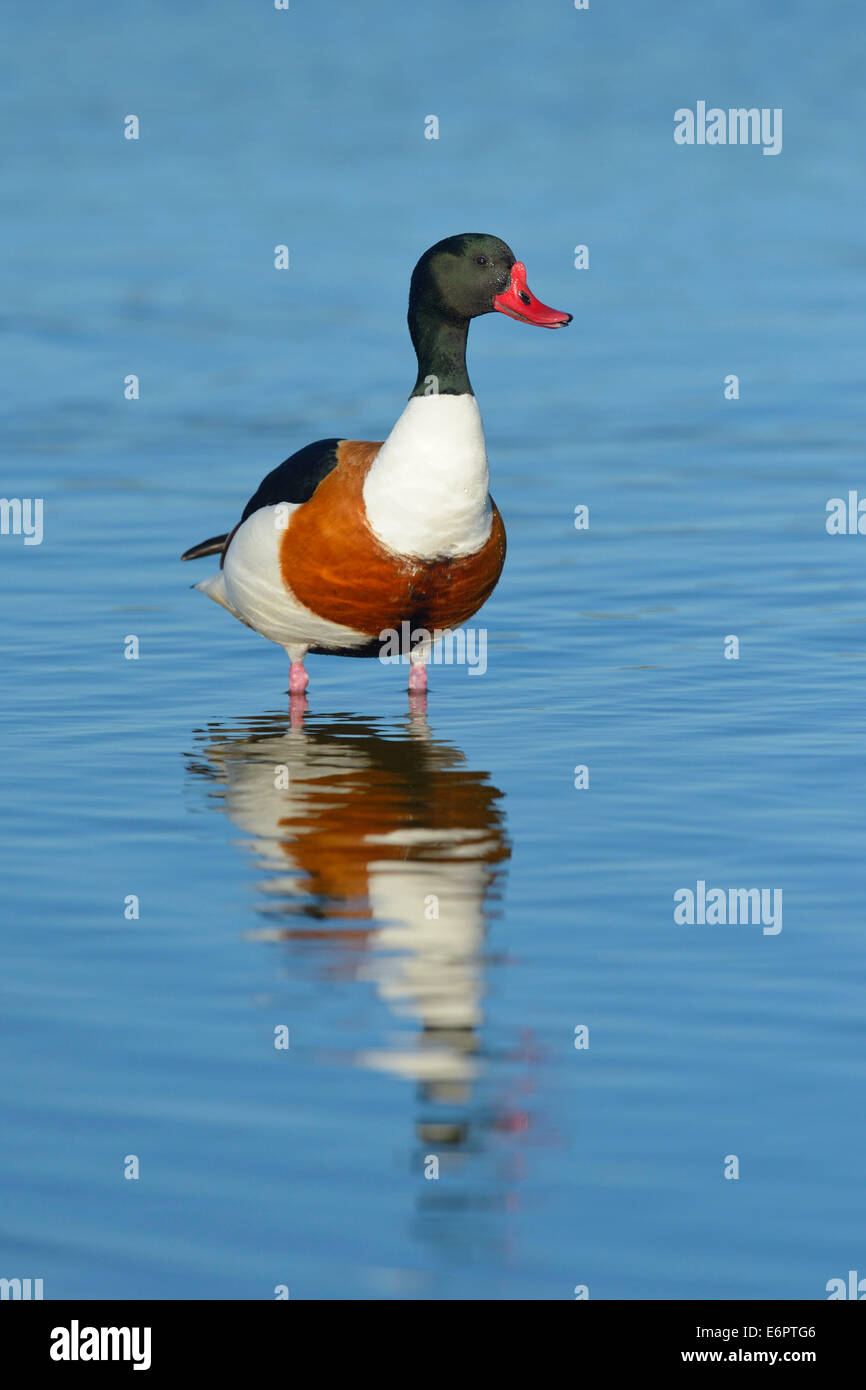 Shelduck (Tadorna tadorna), Alert maschio, drake, Wagejot riserva naturale, Texel, West Isole Frisone, provincia Olanda Settentrionale Foto Stock