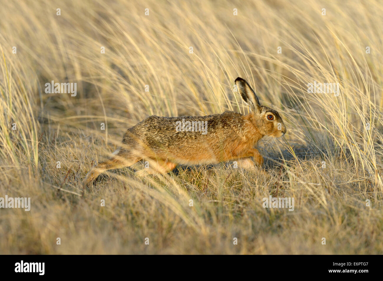 Unione lepre (Lepus europaeus), in esecuzione in tall marram grass, dune di Texel National Park, Texel, West Isole Frisone Foto Stock