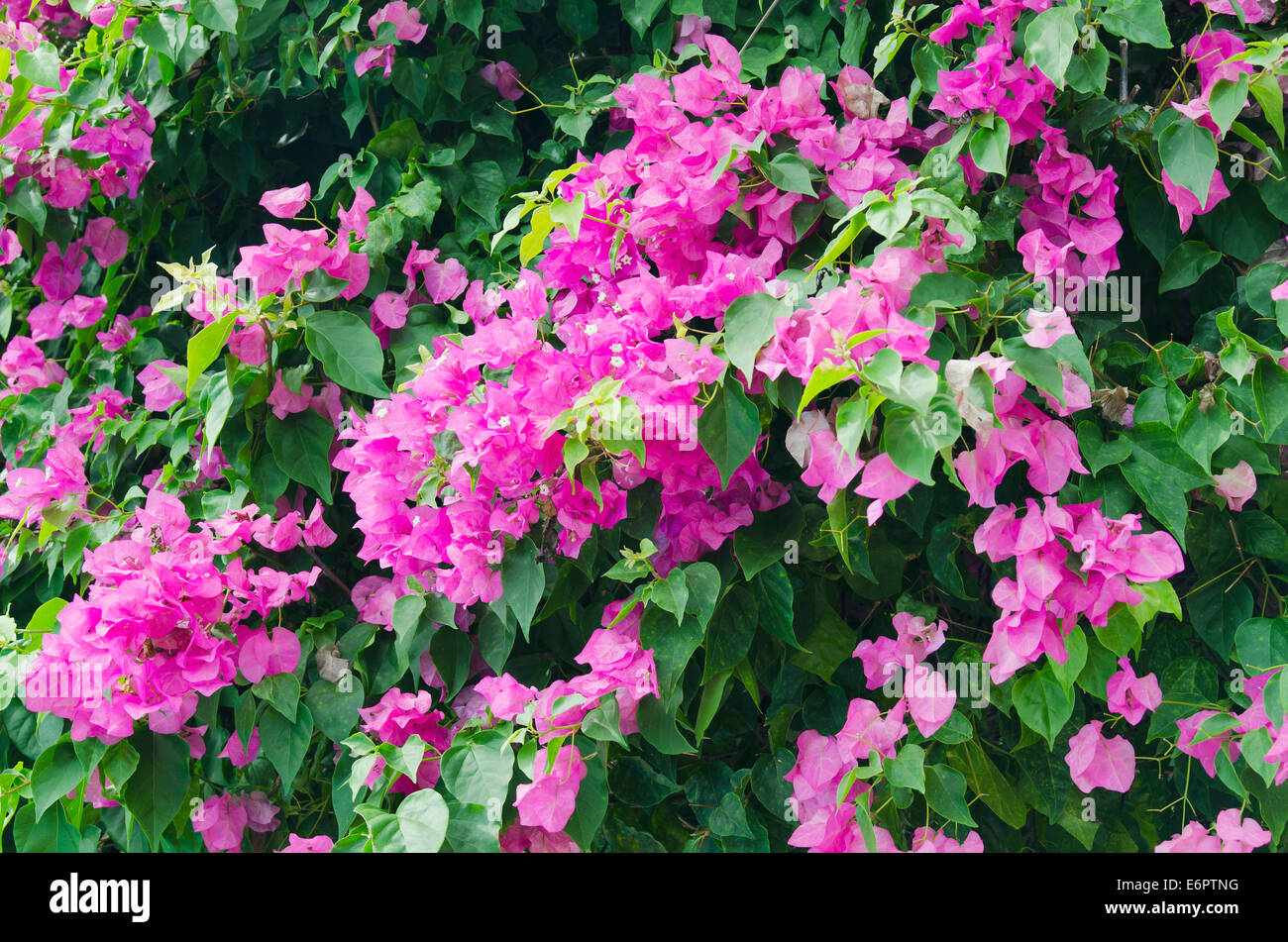 Minor Bougainvillea o fiori di carta (Bougainvillea glabra), fiori, Ko  Samui, Tailandia Foto stock - Alamy