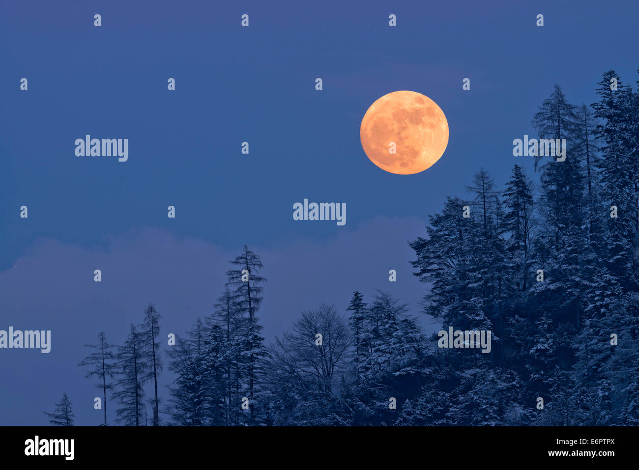 La luna piena che si innalzano per oltre un bosco invernale, Tirolo, Austria Foto Stock