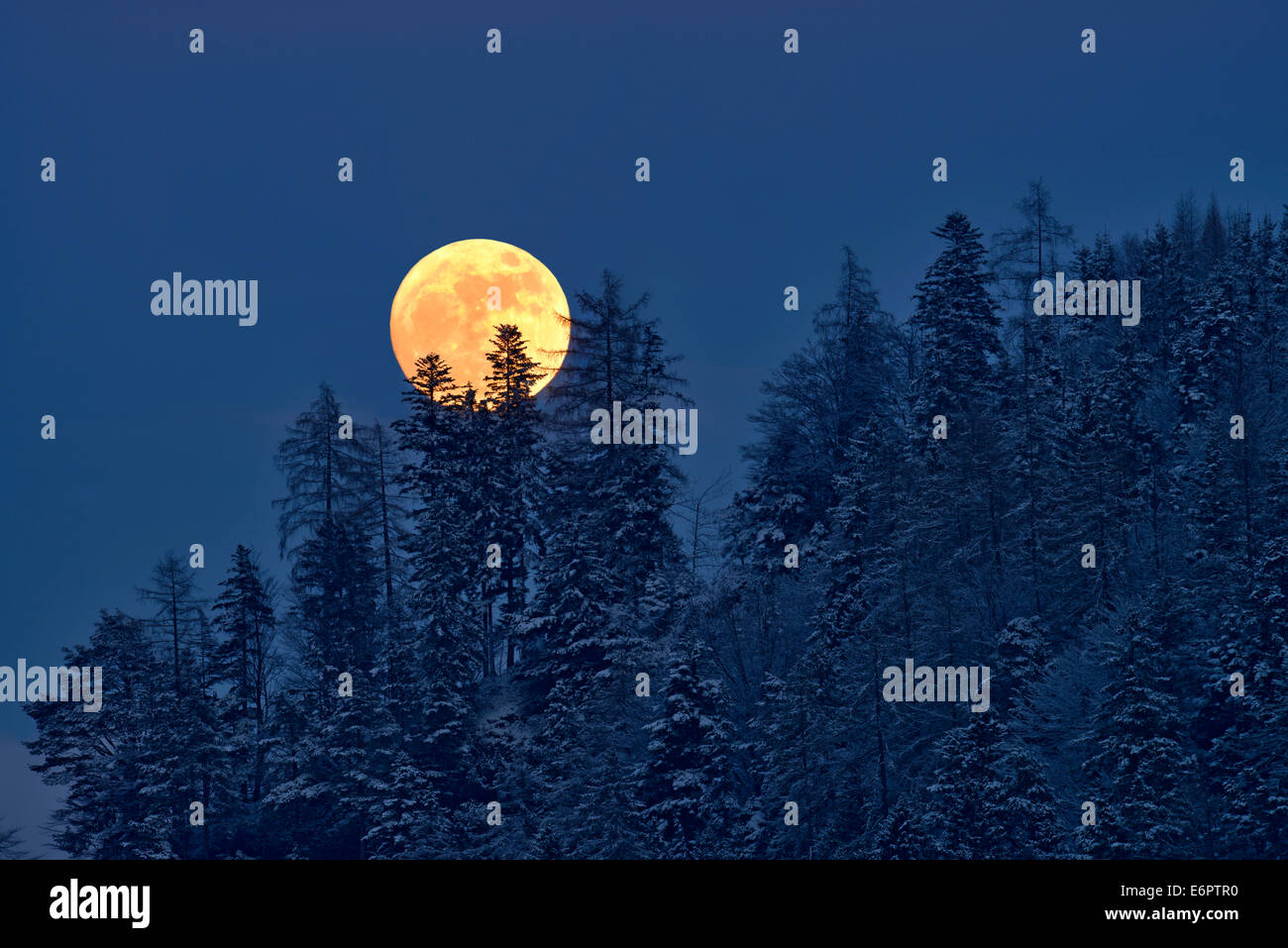 La luna piena che si innalzano per oltre un bosco invernale, Tirolo, Austria Foto Stock