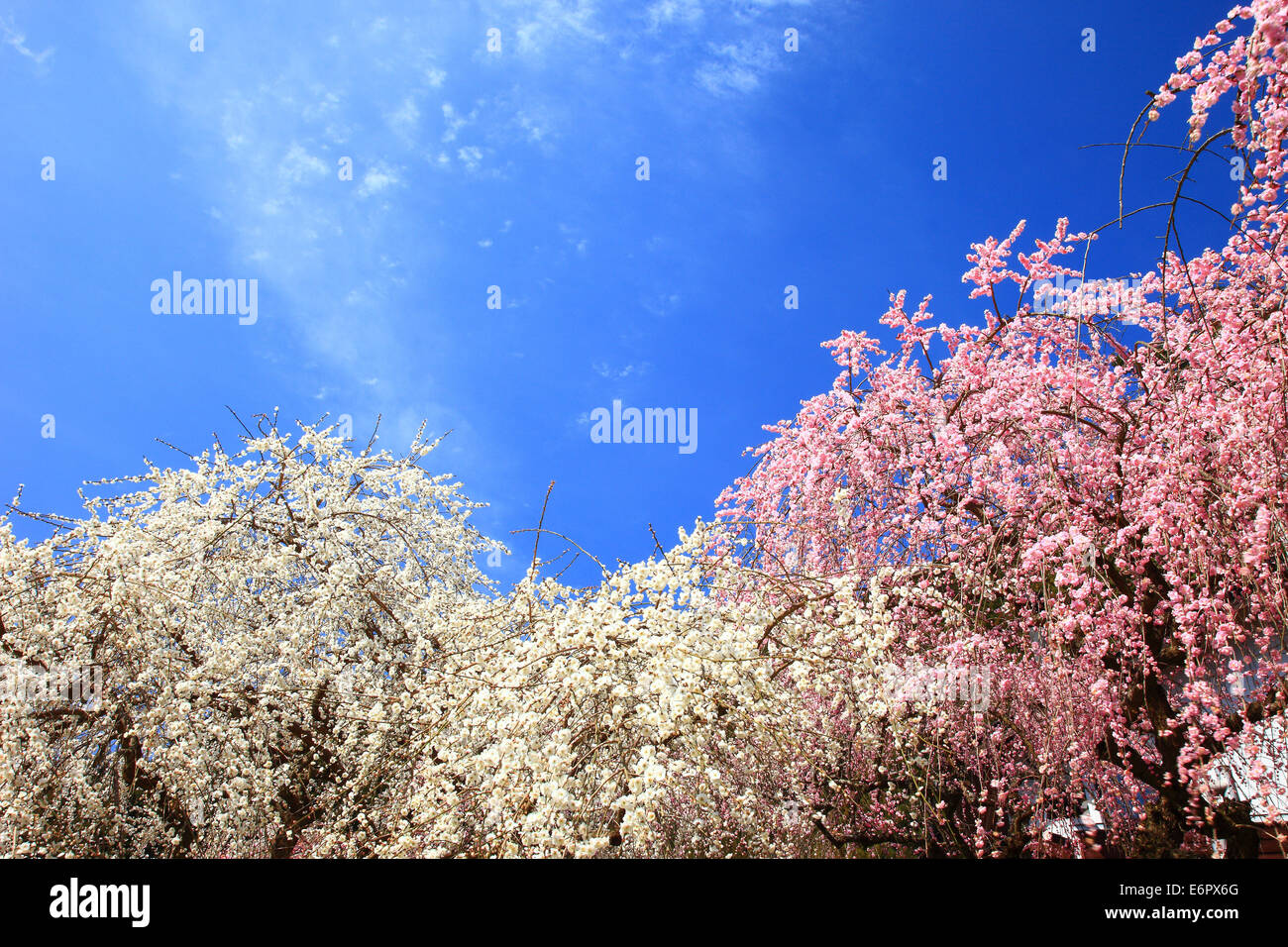 Prefettura di Nara, Giappone Foto Stock