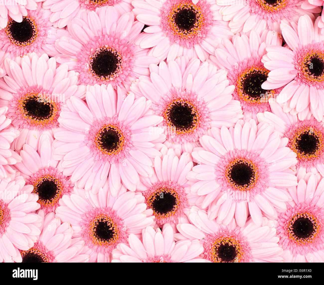 Pink gerbera daisy sfondo Foto Stock