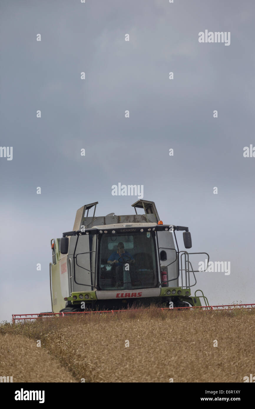 Il contadino si concentra come utilizza il suo Claas mietitrebbia per la mietitura di un campo di ben stagionati di orzo sul South Downs. Foto Stock