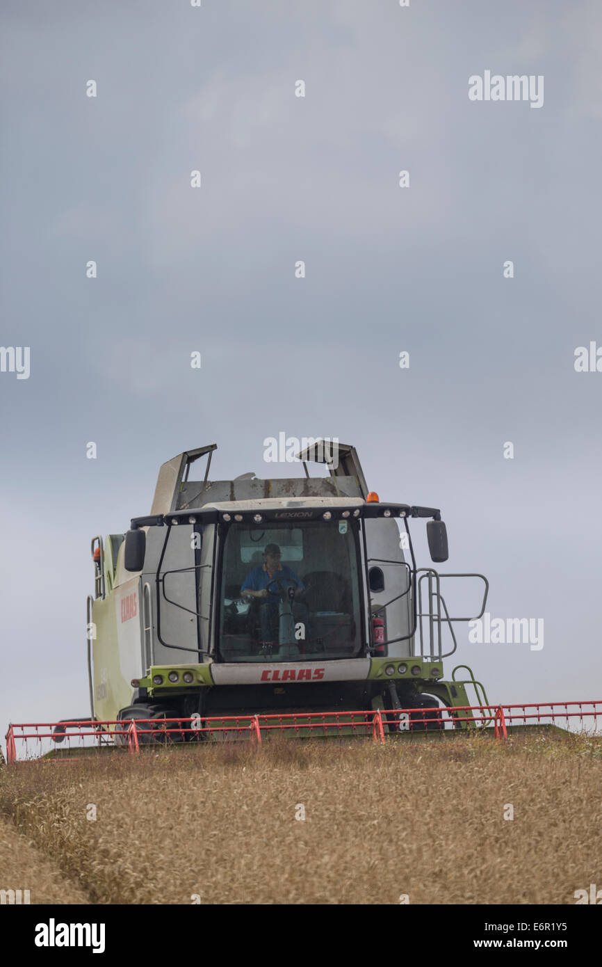 Il contadino si concentra come utilizza il suo Claas mietitrebbia per la mietitura di un campo di ben stagionati di orzo sul South Downs. Foto Stock