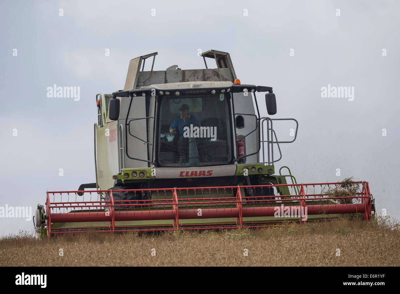 Il contadino si concentra come utilizza il suo Claas mietitrebbia per la mietitura di un campo di ben stagionati di orzo sul South Downs. Foto Stock