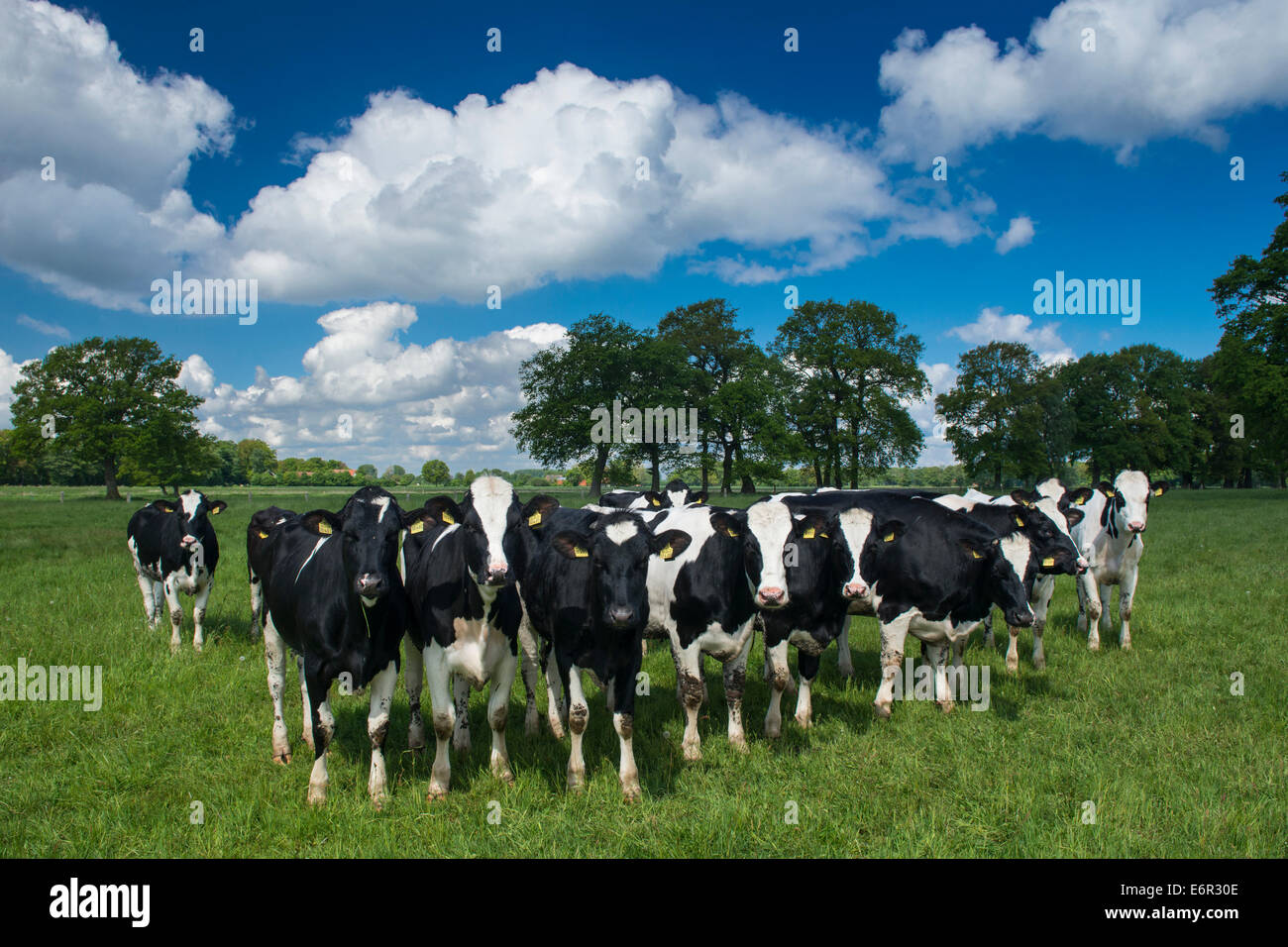 Bestiame bovino di caseificio sulla terra di pascolo, lutten, goldenstedt, vechta distretto, Oldenburger Münsterland, Bassa Sassonia, Germania Foto Stock