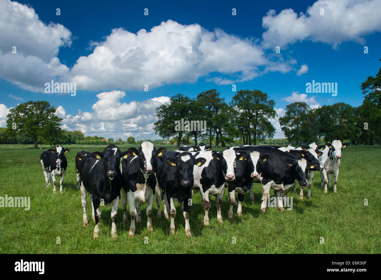 Bestiame bovino di caseificio sulla terra di pascolo, lutten, goldenstedt, vechta distretto, Oldenburger Münsterland, Bassa Sassonia, Germania Foto Stock