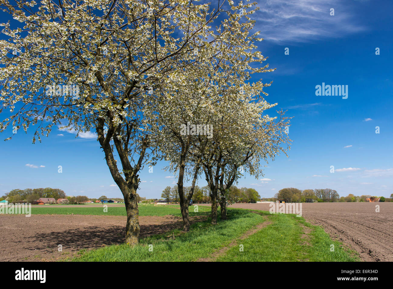 La fioritura dei ciliegi, osterfeine-bergfeine, Damme, vechta, vechta distretto, Oldenburger Münsterland, Bassa Sassonia, Germania Foto Stock