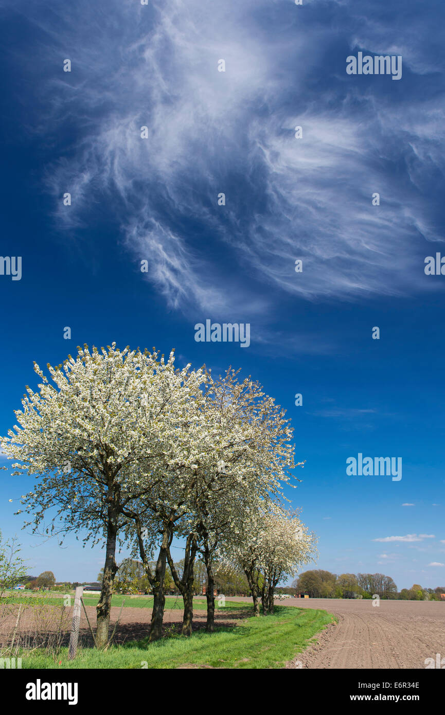 La fioritura dei ciliegi, osterfeine-bergfeine, Damme, vechta, vechta distretto, Oldenburger Münsterland, Bassa Sassonia, Germania Foto Stock