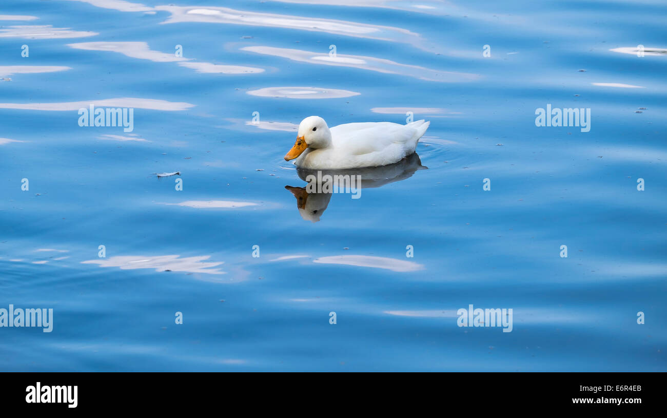 Pekin duck sul lago Foto Stock