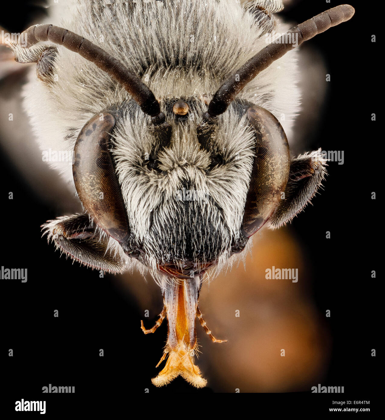 Colletes willistoni, maschio, face 2012-05-10-144518 ZS PMax 14275941241 o Nota breve split tongue, caratteristica di Colletes. Parco nazionale Badlands Colletes willistoni, maschio, face 2012-05-10-14.45.18 ZS PMax Foto Stock