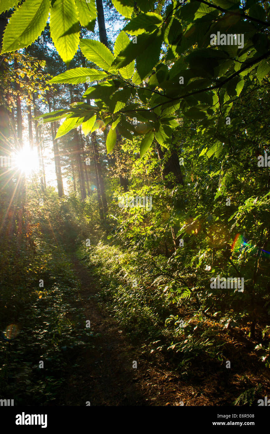 La mattina presto squarcio nella Foresta di Sherwood, Nottinghamshire England Regno Unito Foto Stock