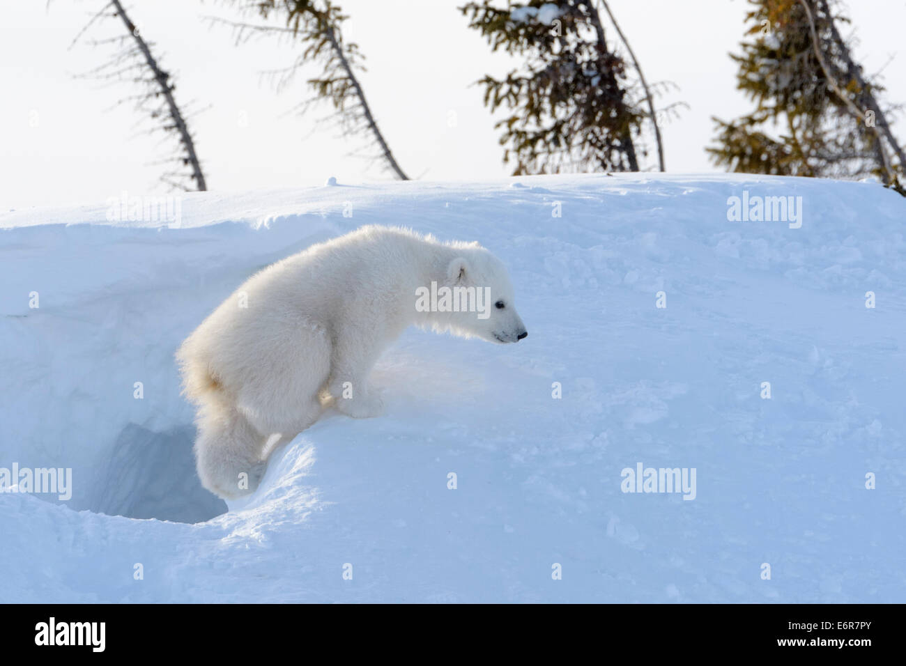 Orso polare (Ursus maritimus) cub uscente den, Wapusk national park, Canada. Foto Stock