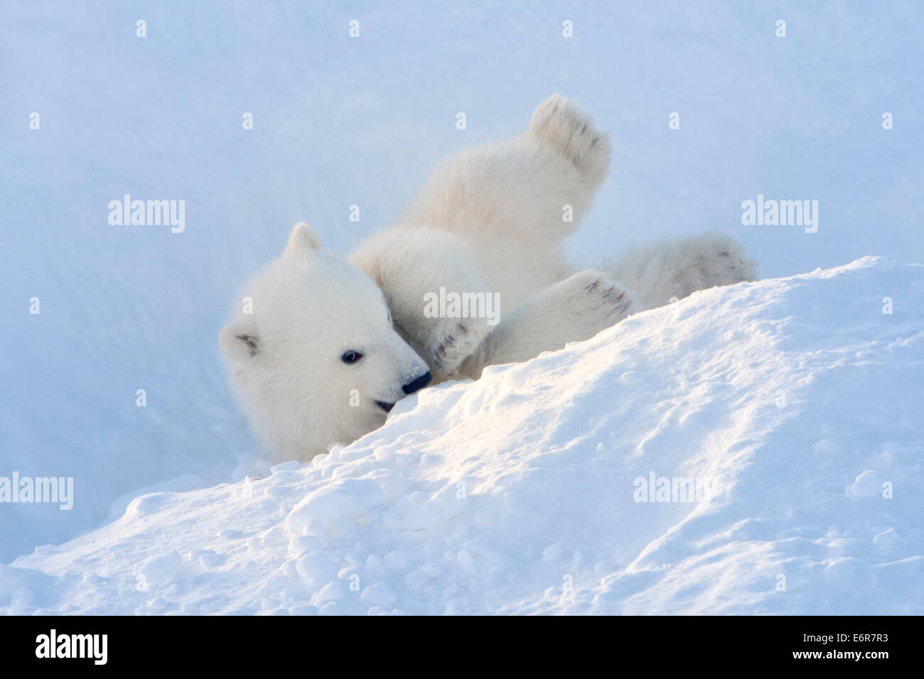 Orso polare (Ursus maritimus) cub uscente den e giocare intorno, Wapusk national park, Canada. Foto Stock