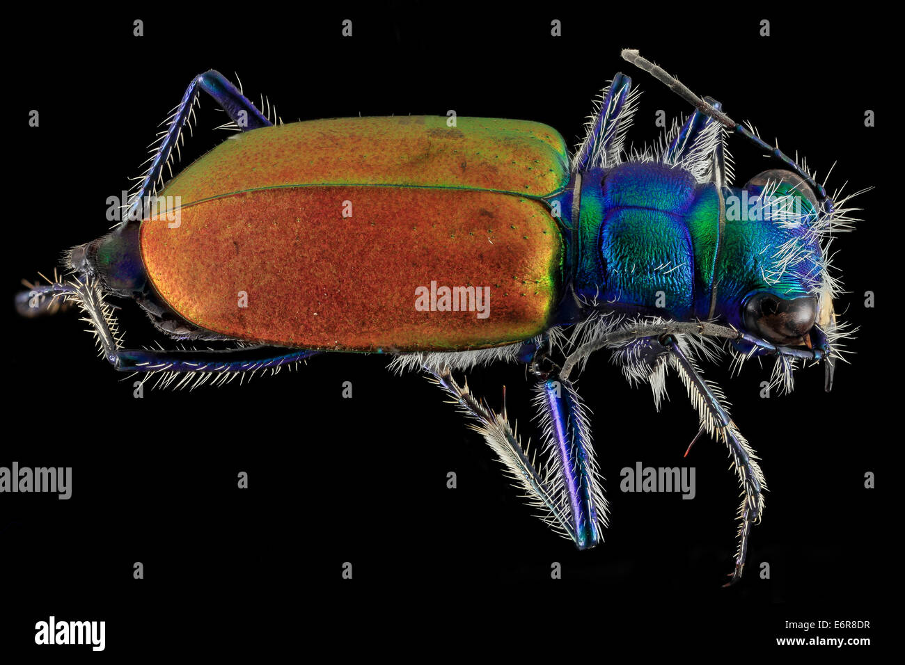 Festive Tiger Beetle, indietro Badlands,Pennington Co, SD 2013-12-31-135527 ZS PMax 11674522823 o Cicindela scutellaris - il Festi Foto Stock