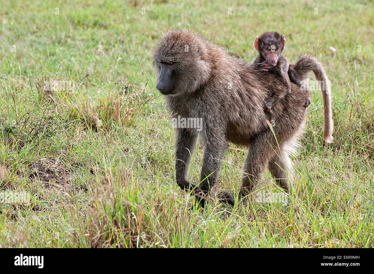 Femmina di babbuino Oliva portando un bambino sulla schiena attraverso prati in Lake Nakuru National Park Kenya Africa Orientale babbuino OLIVA B Foto Stock