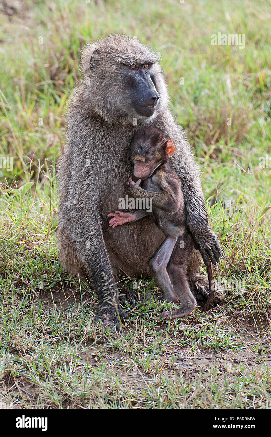 Femmina di babbuino Oliva cuddling il suo bambino mentre seduto nella prateria in Lake Nakuru National Park Kenya Africa Orientale babbuino OLIVA B Foto Stock