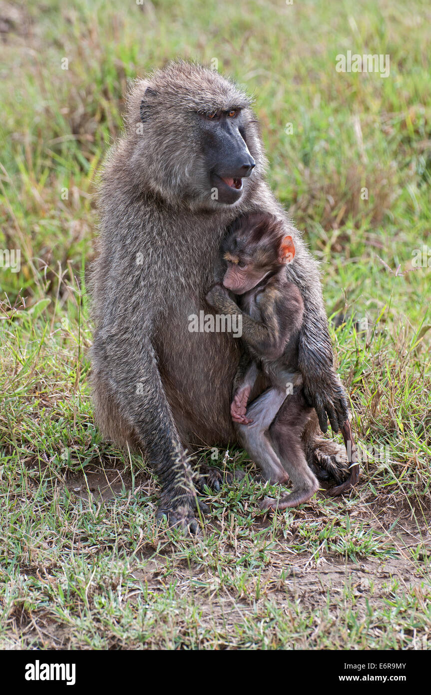 Femmina di babbuino Oliva cuddling il suo bambino mentre seduto nella prateria in Lake Nakuru National Park Kenya Africa Orientale babbuino OLIVA B Foto Stock