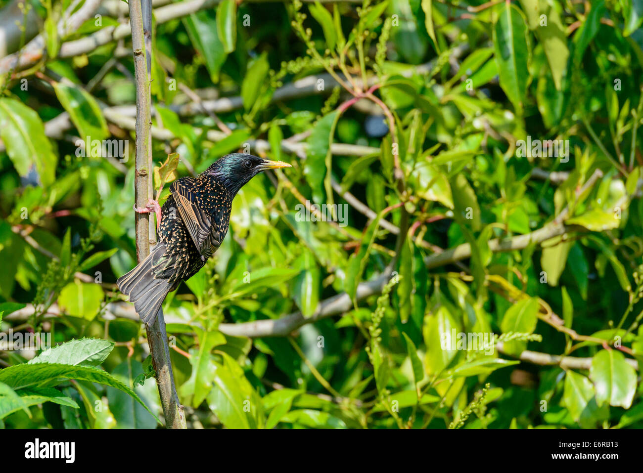 Un adulto selvatici comuni di starling (Sturnus vulgaris) bird si appollaia posatoi su una boccola in un urbano giardino inglese. Foto Stock