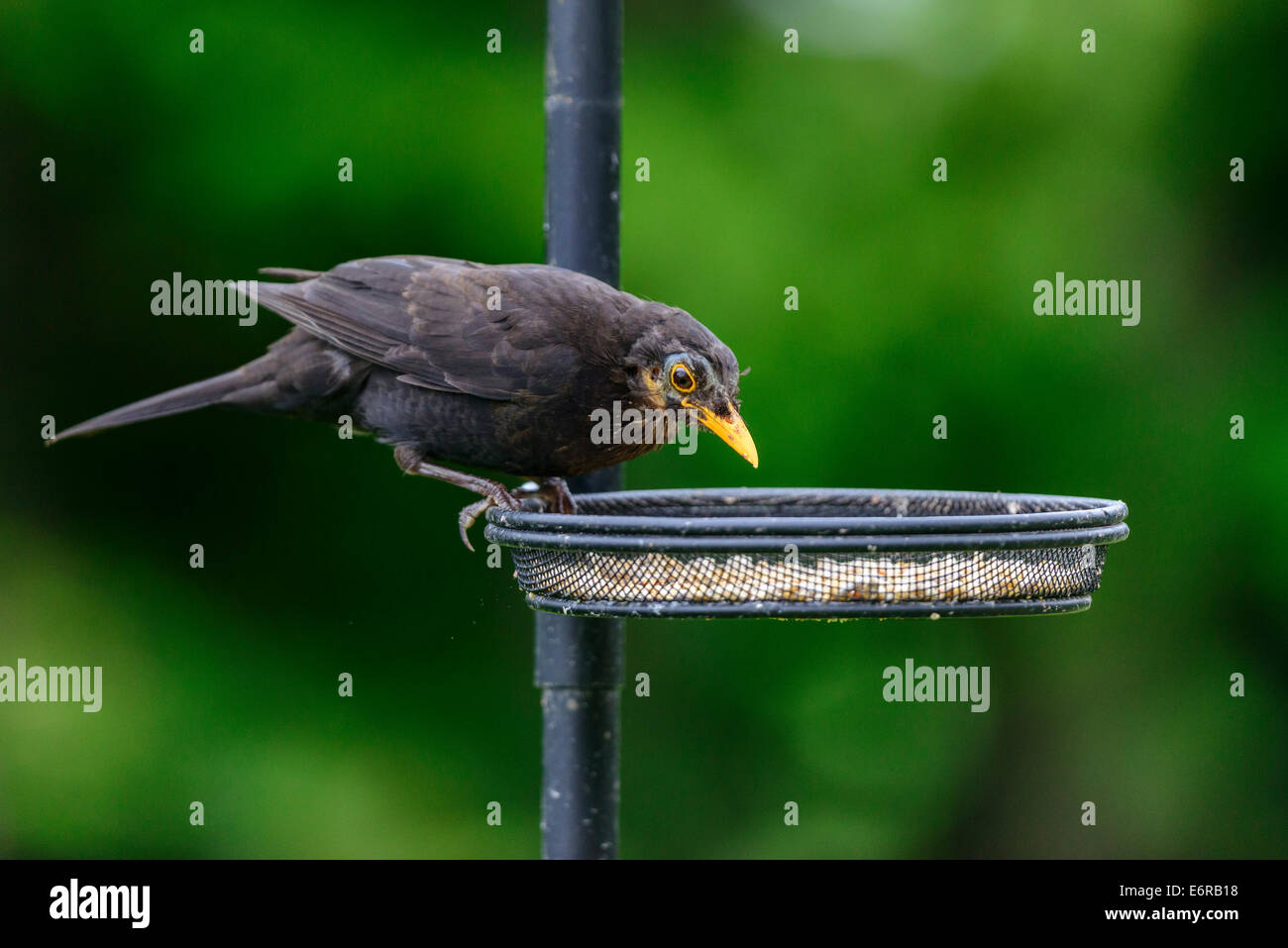 Maschio adulto blackbird (Turdus merula) posatoi su un seme vassoio su una birdfeeder in un urbano giardino inglese. Foto Stock