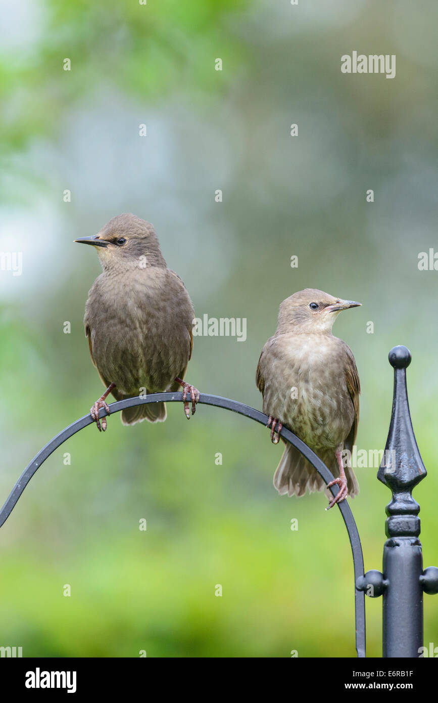 Due capretti storni comune (Sturnus vulgaris) Pesce persico sul supporto di un uccello alimentatore in un urbano giardino inglese. Foto Stock