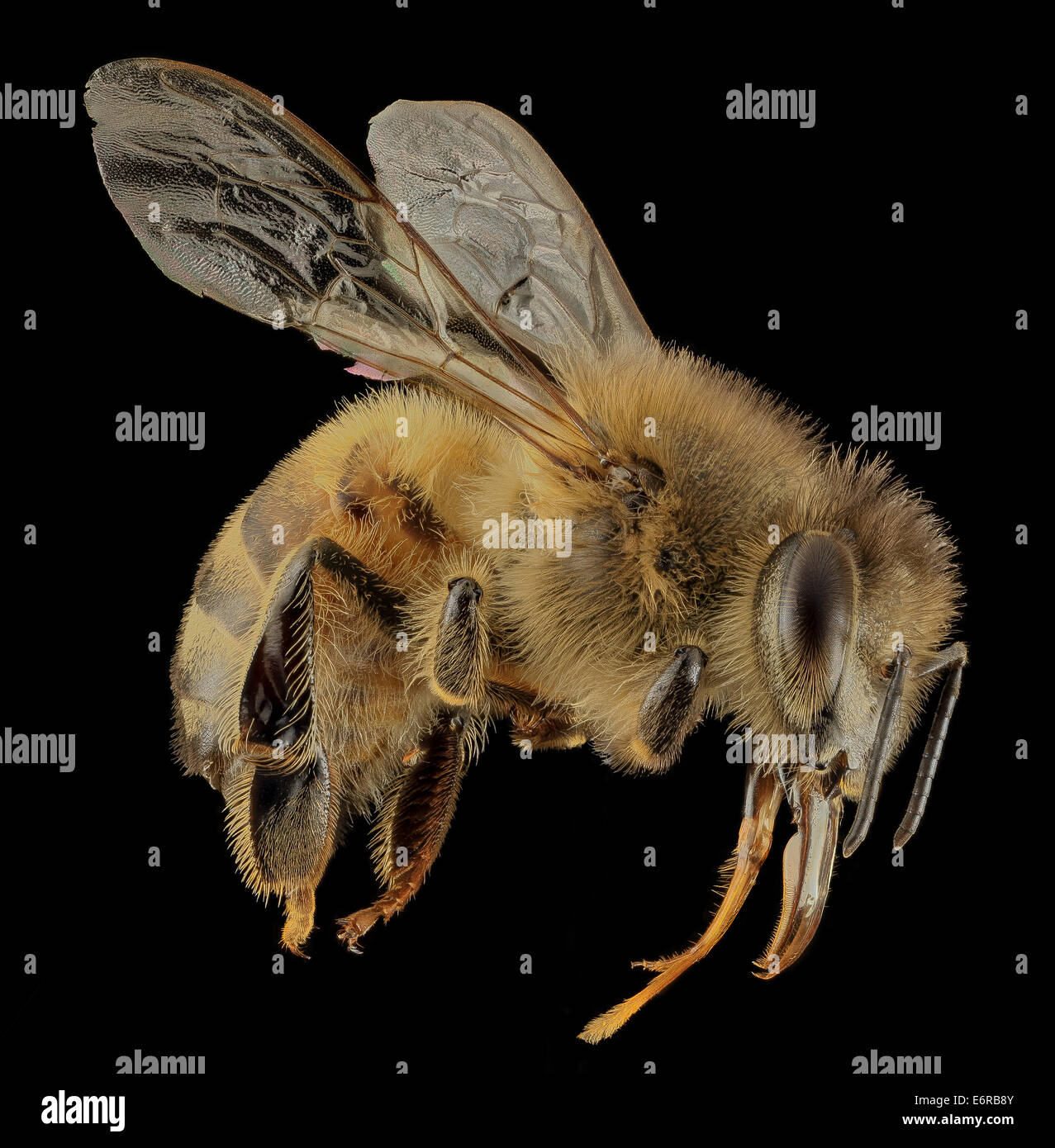 Il miele delle api, f, a lato DC 2014-04-24-211503 ZS PMax 14189134372 o un miele delle api, bello in tutte le sue volgarità. Raccolti vicino al Mall di Washington D.C. Canon Mark II 5D, Zerene raccoglitore, Stackshot Sled, 65mm di Canon MP-E 1-5x lenti macro, Twin Flash macro nel porcile Foto Stock