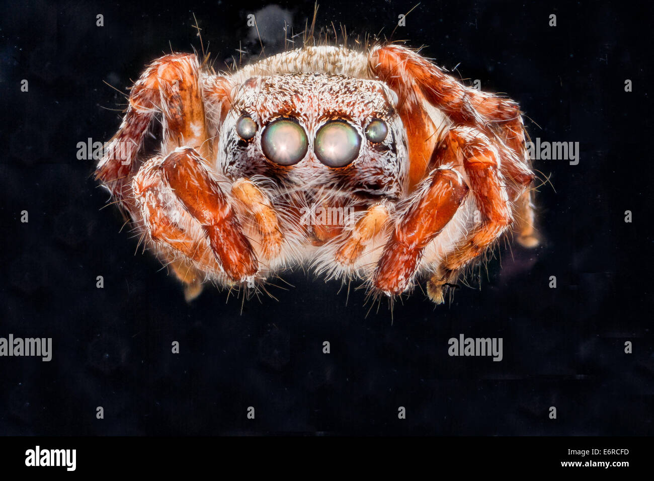 Un primo piano di un ragno saltato (Salticidae) maschio, probabilmente proveniente dal Fossil Butte National Monument, catturato in igienizzatore per le mani. L'immagine mostra il suo volto distintivo e gli occhi composti, mostrando le sue caratteristiche uniche. Foto Stock