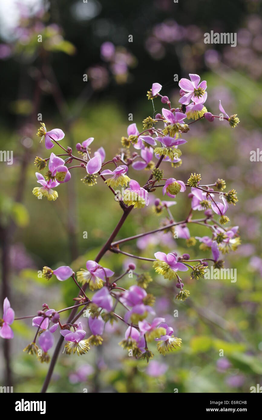 Thalictrum Delavayi Foto Stock