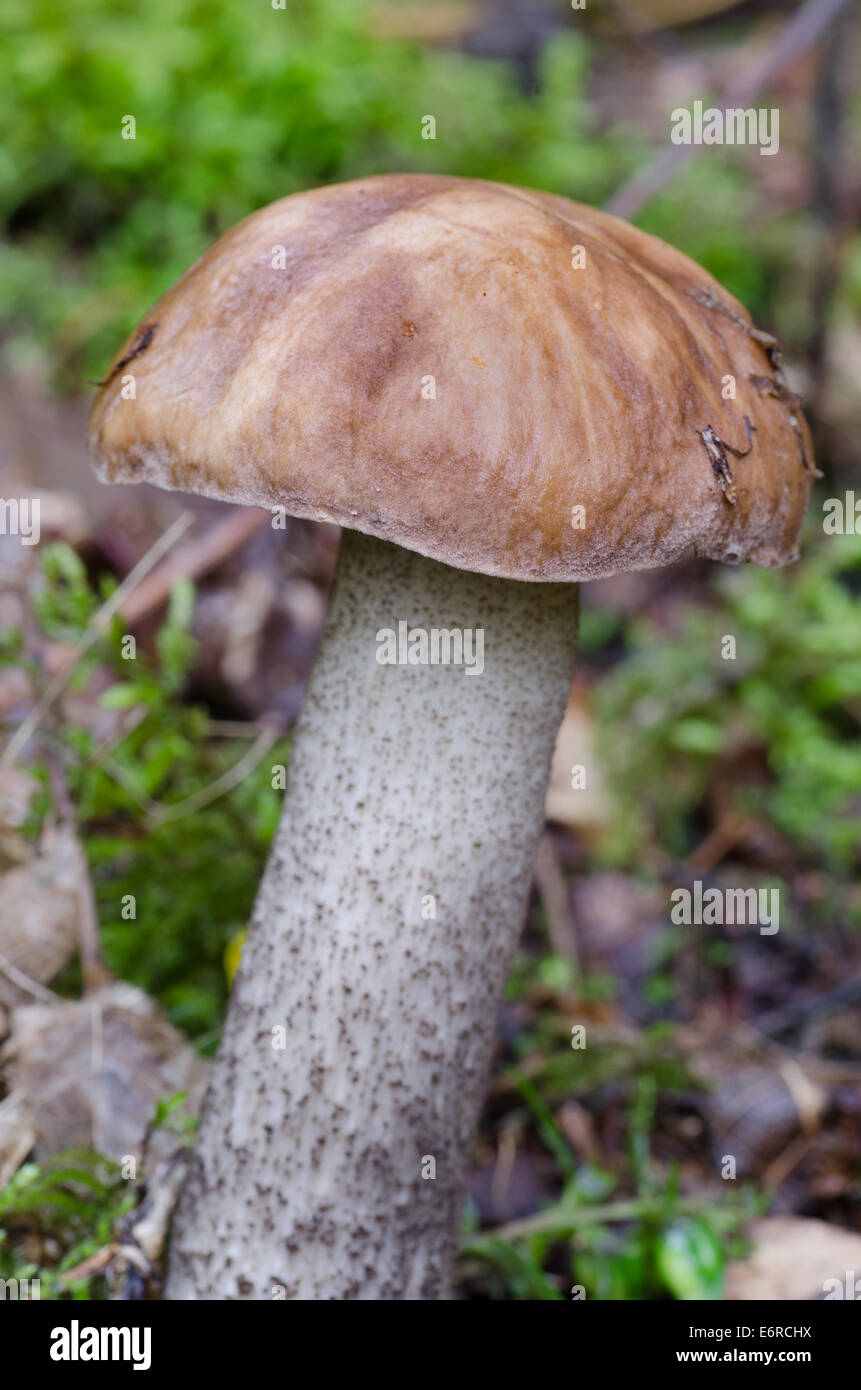 Chiudere fino a fungo nella foresta di autunno Foto Stock