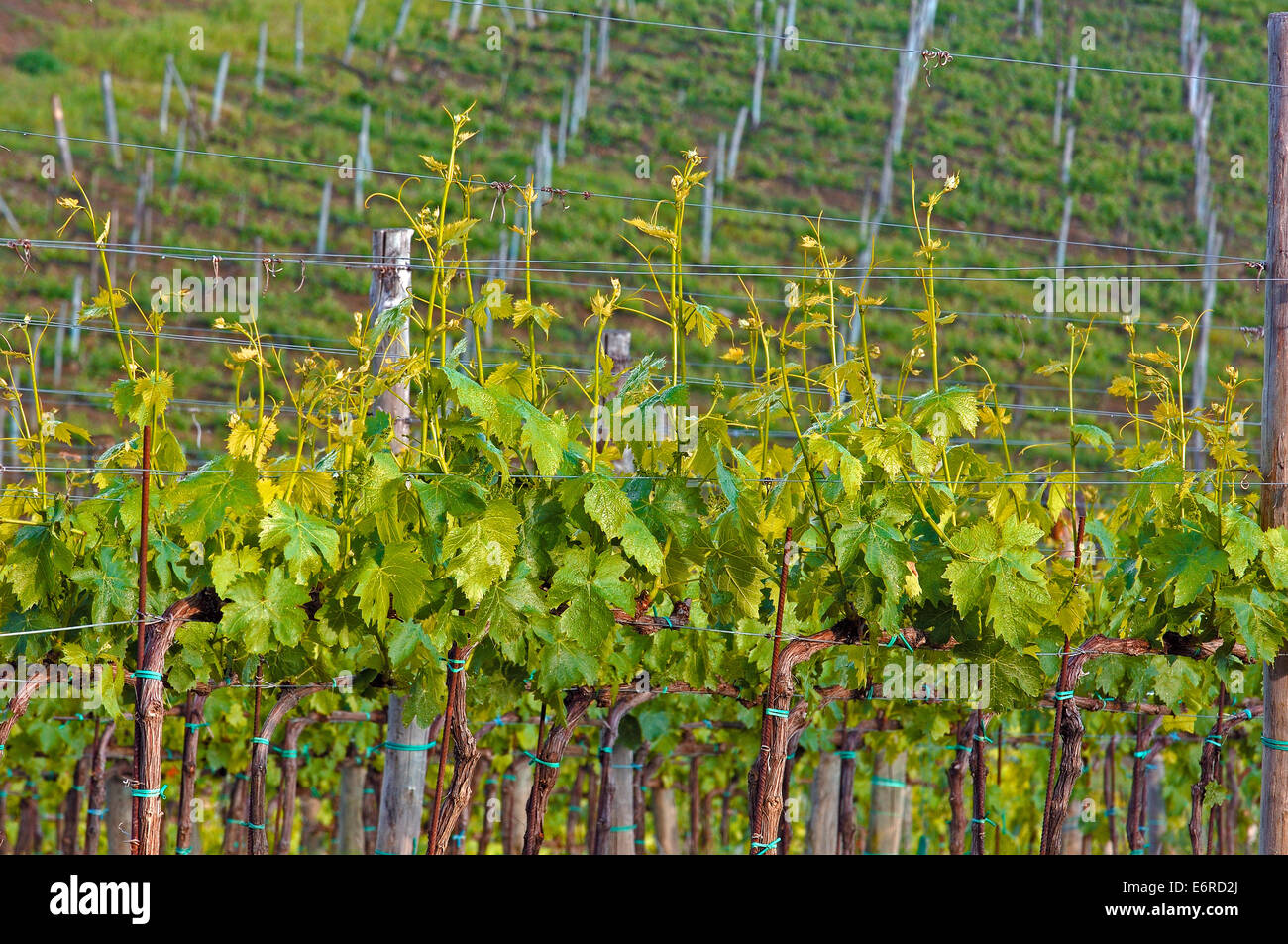 Chianti, Radda in Chianti, vigneti,Toscana paesaggio, in provincia di Siena, Toscana, Italia, Foto Stock