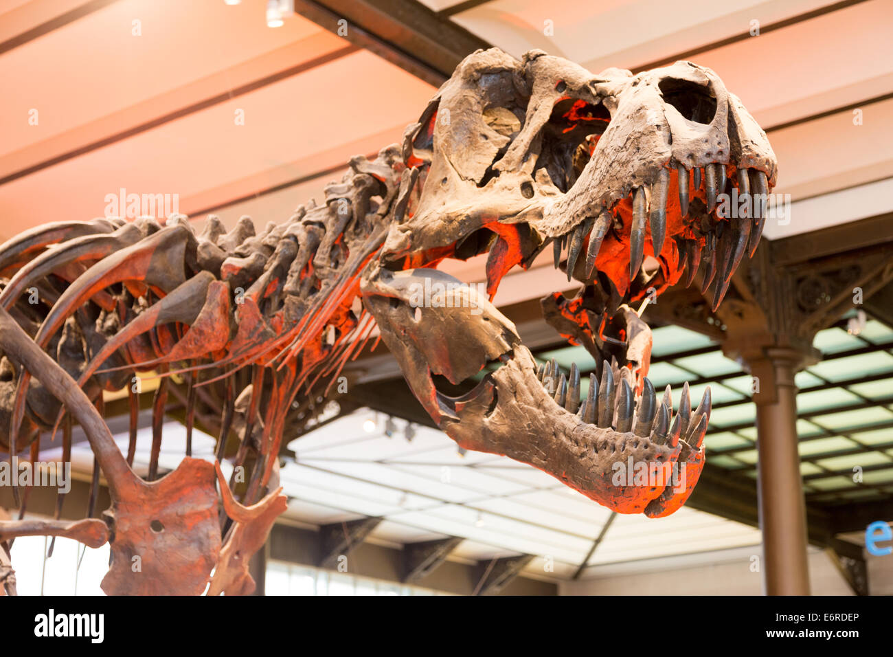 T-rex skull su uno scheletro completo. bocca aperta con i denti. Verticale. Nessuno Foto Stock