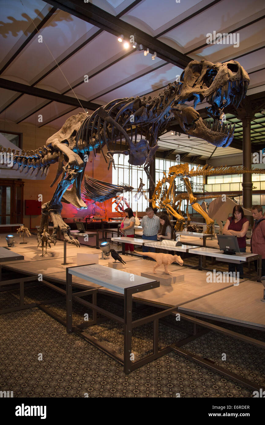 Completo di t-rex scheletro in un museo. In verticale Foto Stock