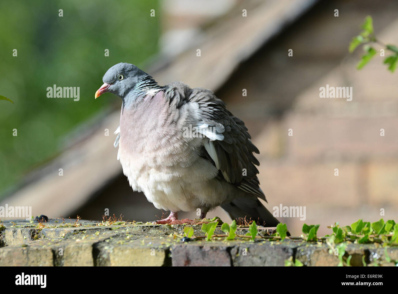 Woodpigeon o il colombaccio arruffare fino piume Columba palumbus regno unito Foto Stock