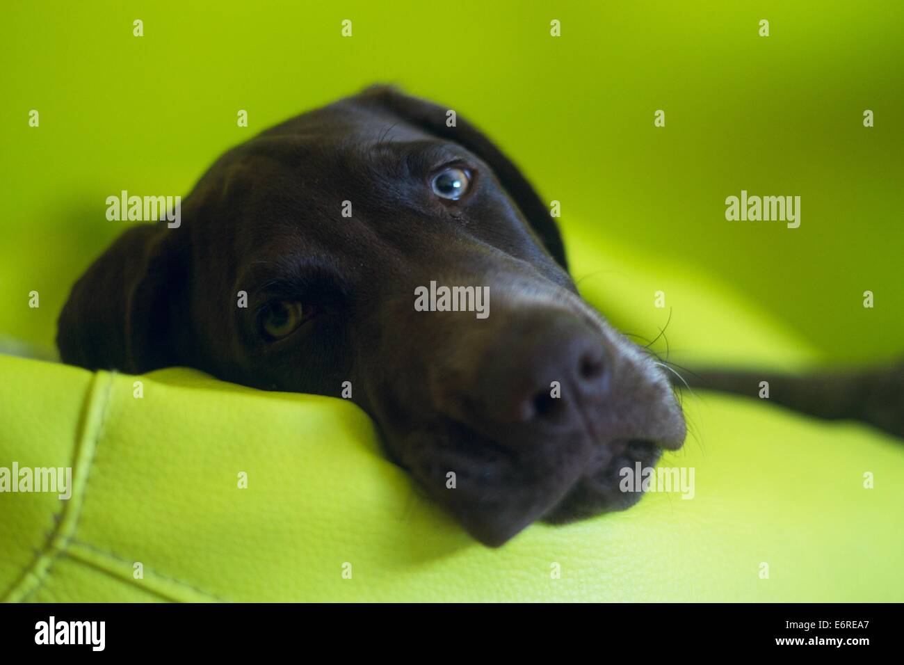 Il tedesco Shorthaired puntatore, 5 mesi di età, recante su di un verde bean bag e guardando direttamente nella fotocamera Foto Stock