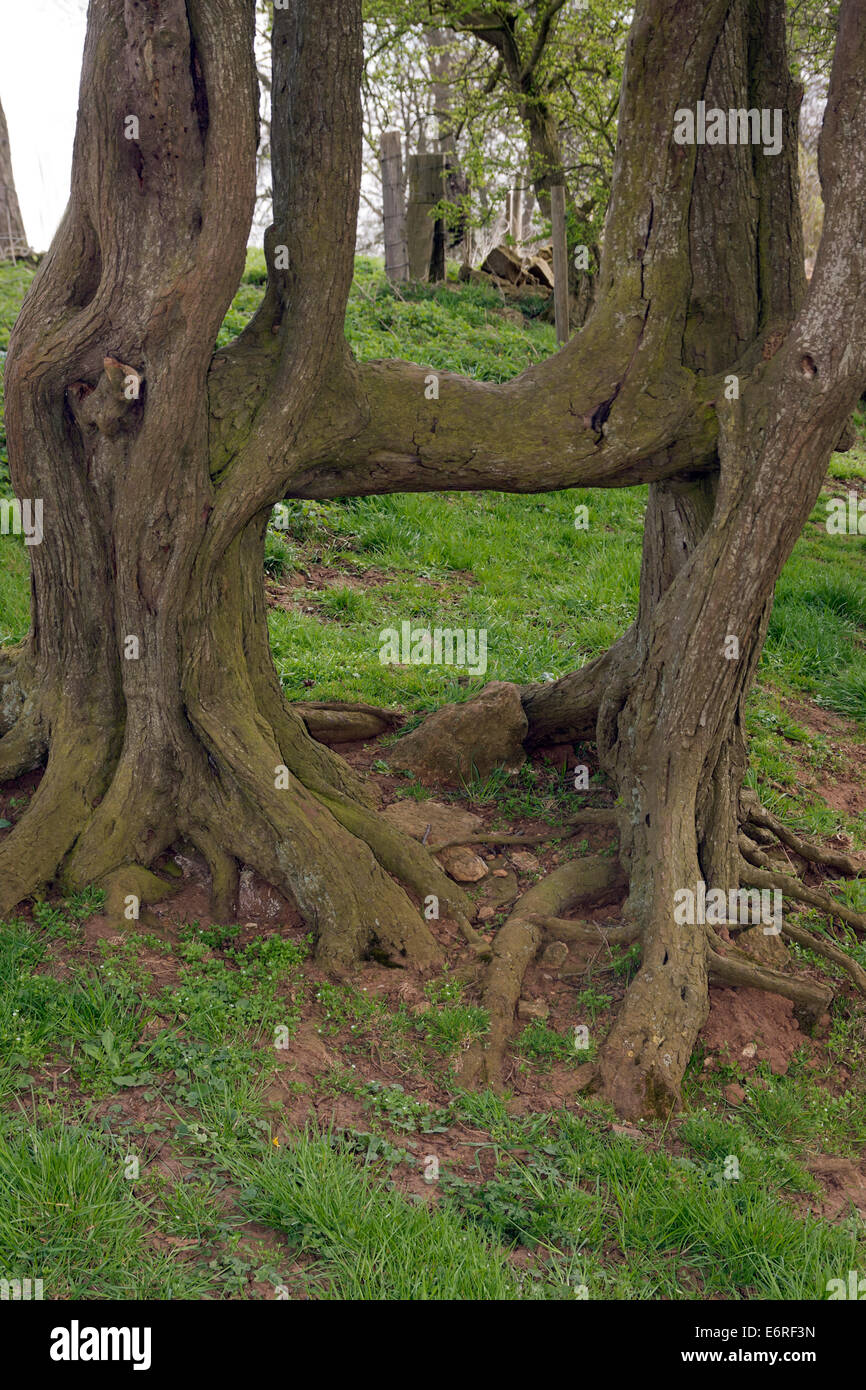 Nodose forma ad albero, Warwickshire, Inghilterra Foto Stock