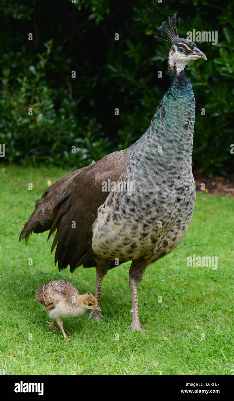 Peacock gallina e pulcino Foto Stock