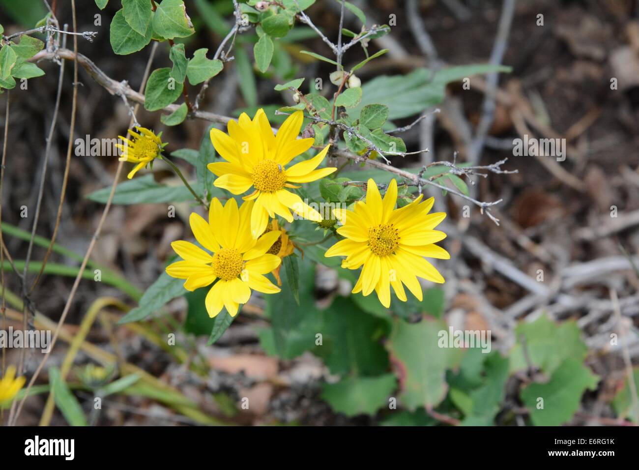 Fiori di colore giallo si vede sul sentiero di Sandia Mountains del New Mexico - USA Foto Stock