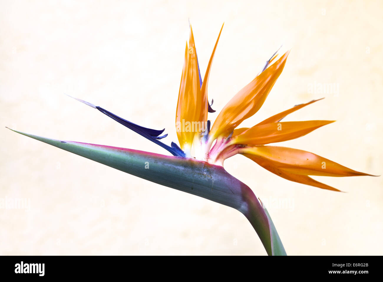 Uccello del paradiso, Queenly Strelitzia fiore Foto Stock