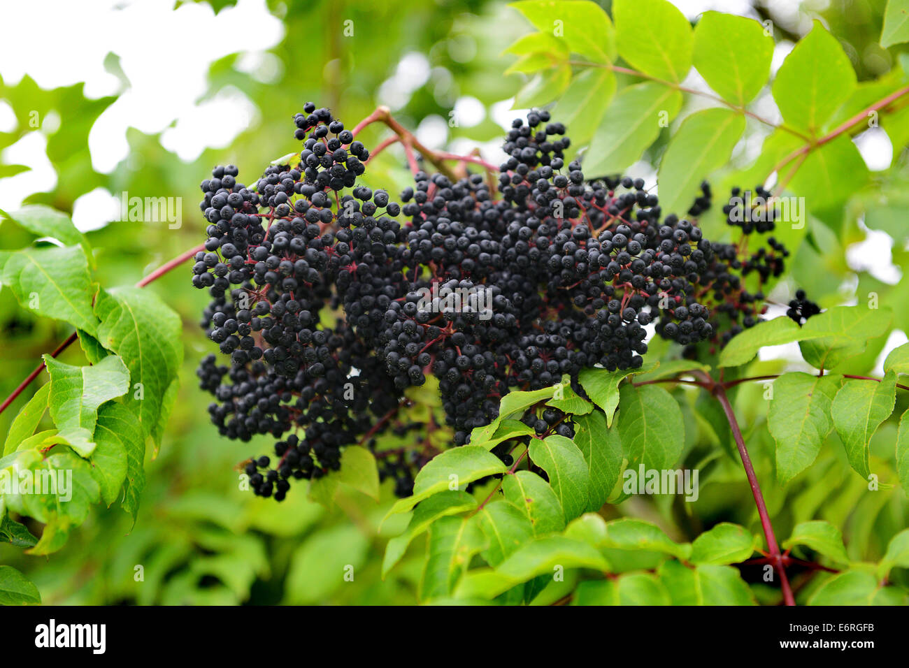 Il sambuco sambuchi boccola albero regno unito Foto Stock
