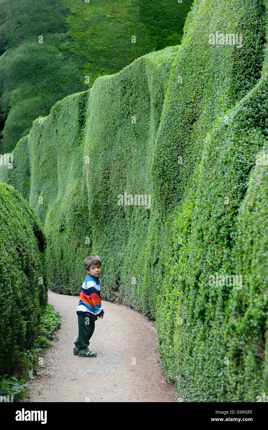 Yew hedge siepi giovane ragazzo bambino perso da soli Foto Stock