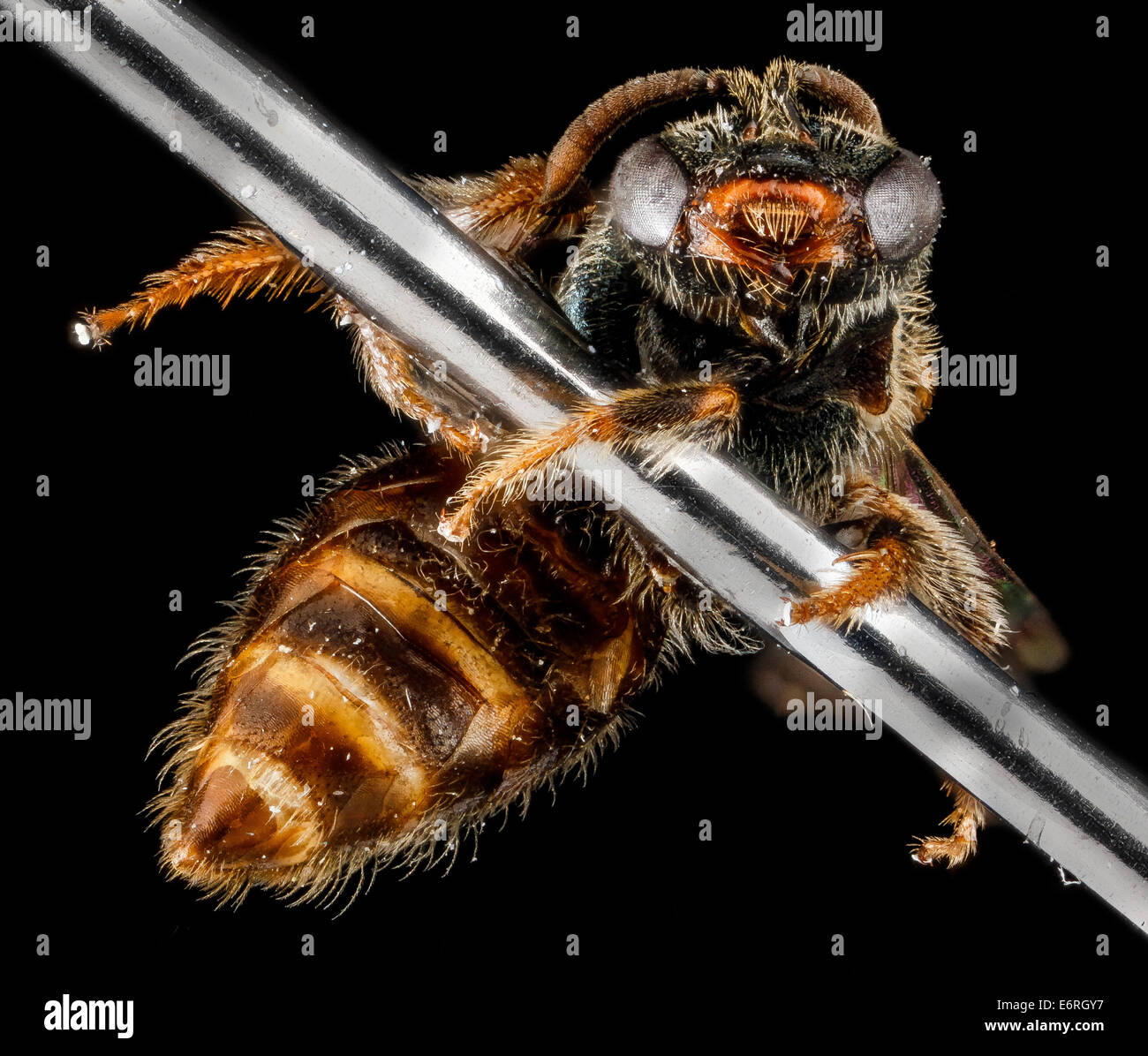 Il maschio Lasioglossum surianae, una specie di ape sudore, fotografato nella contea di Miami-Dade, Florida. Nota per il suo efficiente ruolo di impollinazione, questa specie è vitale per l'ecosistema locale. Foto Stock