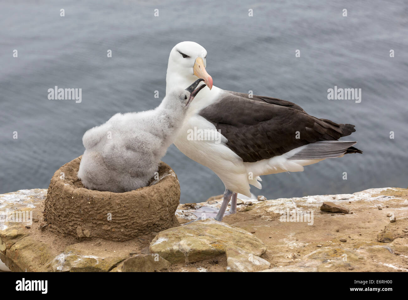 Nero browed Albatross, Thalassarche melanophrys,adulto circa al pulcino di alimentazione Foto Stock