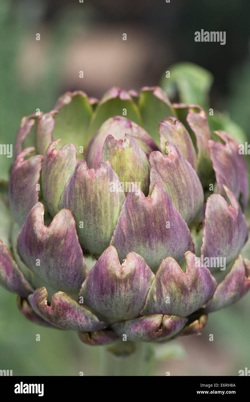 Carciofi Emerald crescente nell'orto. Foto Stock