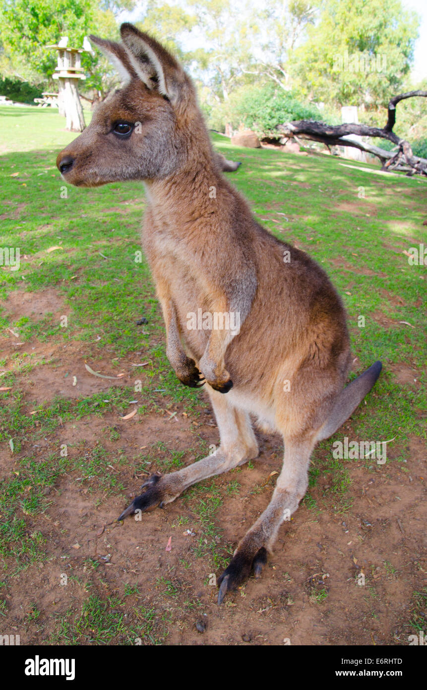 Kangaroo pone per un lato verticale in Australia Foto Stock